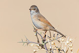 Image. Spectacled Warbler