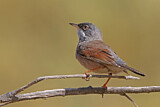 Image. Spectacled Warbler