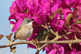Image. Spectacled Warbler