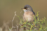 Image. Spectacled Warbler