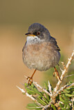 Image. Spectacled Warbler