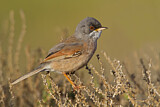 Image. Spectacled Warbler