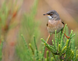 Image. Spectacled Warbler