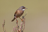 Image. Spectacled Warbler