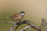 Image. Spectacled Warbler