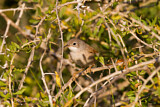 Image. Spectacled Warbler