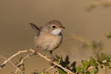 Image. Spectacled Warbler