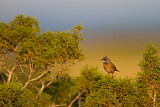 Image. Spectacled Warbler