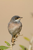 Image. Spectacled Warbler