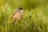 Image. Spectacled Warbler