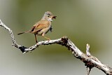 Image. Spectacled Warbler