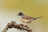 Image. Spectacled Warbler