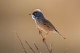 Image. Spectacled Warbler