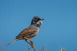 Image. Spectacled Warbler