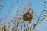 Image. Spectacled Warbler