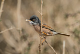 Image. Spectacled Warbler
