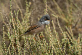Image. Spectacled Warbler