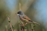Image. Spectacled Warbler