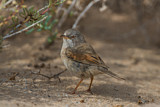 Image. Spectacled Warbler