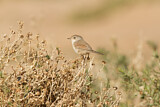 Image. Spectacled Warbler