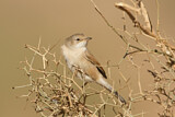 Image. Spectacled Warbler