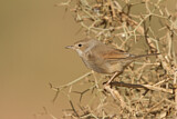 Image. Spectacled Warbler