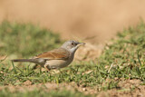 Image. Spectacled Warbler