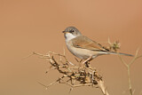 Image. Spectacled Warbler