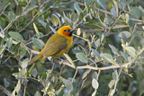 Image. Spectacled Weaver