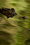 Image. Spectacled caiman