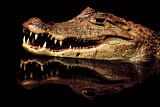 Image. Spectacled caiman