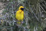 Image. Speke's Weaver