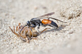 Image. Spider-hunting wasp