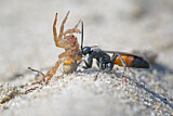 Image. Spider-hunting wasp