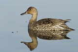 Image. Spießente