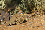 Image. Spinifex Pigeon