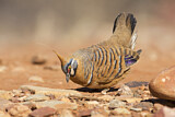 Image. Spinifex Pigeon