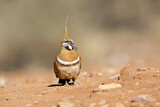 Image. Spinifex Pigeon