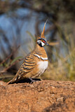 Image. Spinifex Pigeon