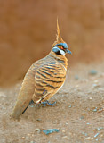 Image. Spinifex Pigeon