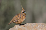 Image. Spinifex Pigeon