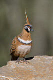 Image. Spinifex Pigeon