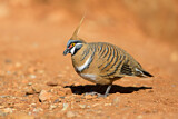 Image. Spinifex Pigeon