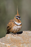Image. Spinifex Pigeon