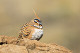 Image. Spinifex Pigeon