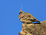 Image. Spinifex Pigeon