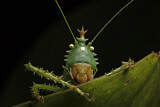 Image. Spiny Devil Katydid