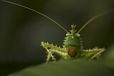 Image. Spiny Devil Katydid