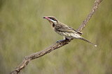 Image. Spiny-cheeked Honeyeater
