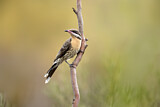 Image. Spiny-cheeked Honeyeater